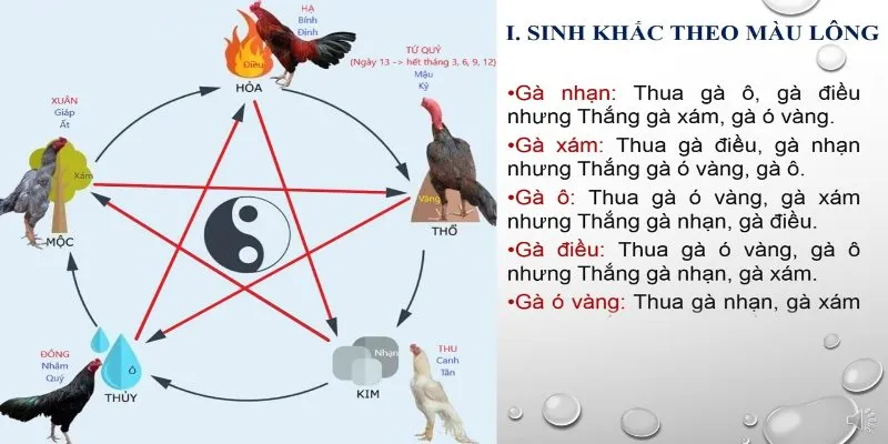 Cách xem màu mạng gà đá theo lông của chân gà