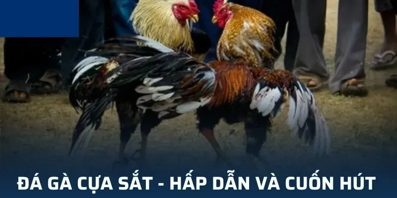 Đá Gà Cựa Sắt Campuchia - Thông Tin Loại Hình Chọi Hấp Dẫn