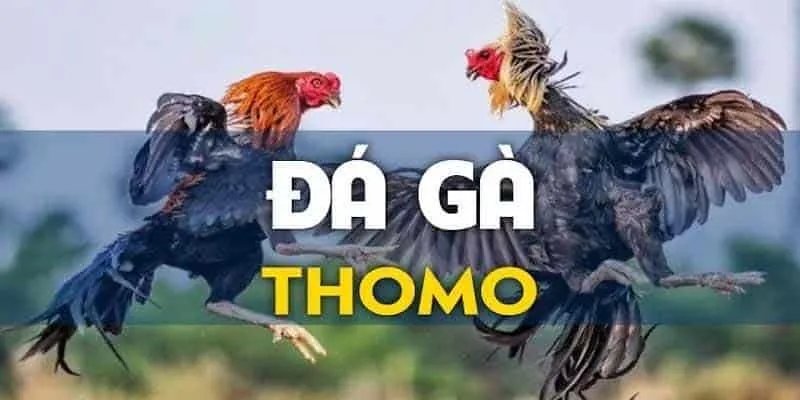 Đá gà thomo trực tuyến mang lại giá trị phần thưởng cao