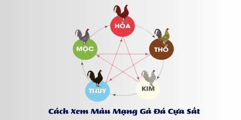 Màu Mạng Gà Đá Và Cách Xem Theo Phong Thủy Chuẩn Nhất 2025