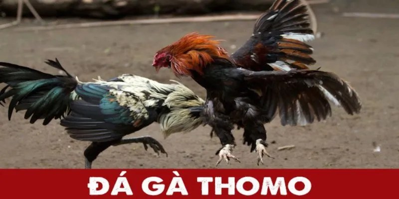 Tìm hiểu hình thức đá gà thomo tại sân chơi KUWIN